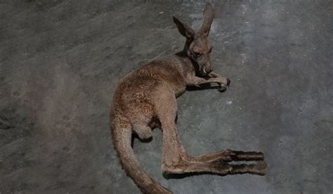 Injured Kangaroos Rescued In West Bengal S Jalpaiguri Probe Ordered What We Know So Far