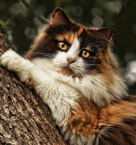 Mille Climbing In The Tree Cats Beautiful Cats Norwegian Forest Cat