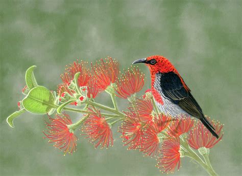 Scarlet Honeyeater By Jessica Curry Jessica Curry