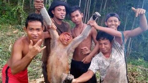 Petisi · Tangkap Para Pelaku Perburuan Satwa Langka Di Indonesia