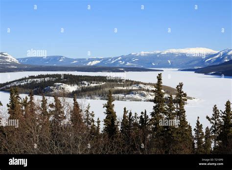 Bove Island Windy Arm Tagish Lake Yukon Stock Photo Alamy