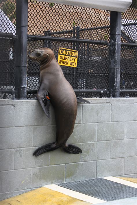 A Sealion Named Multi Tasking In A Slippery Situation At The