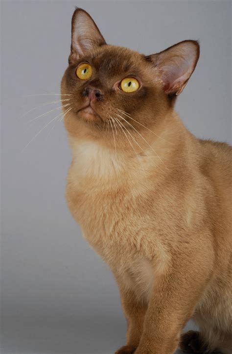 Burmese Cat Breed Characteristics Colors And Personality