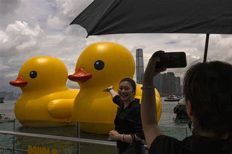 Flat Fowl One Of The Giant Ducks In Hong Kong Harbor Deflated