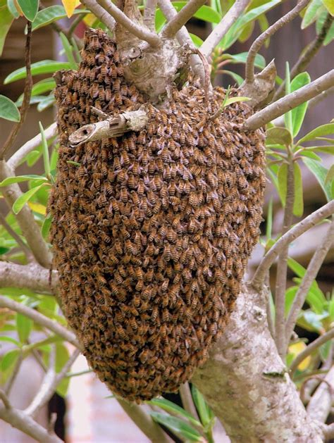 Bee Hives In Trees Pictures Dena Gentry