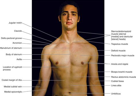 Anatomy Of Upper Yorso Male Upper Body Anatomy Illustration Stock