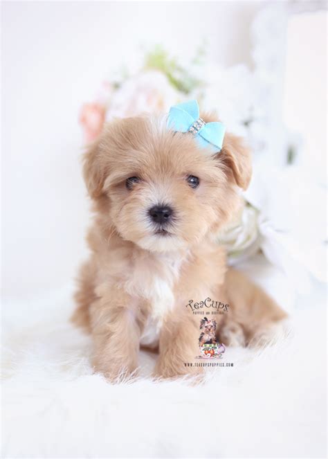 We did not find results for: Apricot Maltipoo Puppies | Teacup Puppies & Boutique