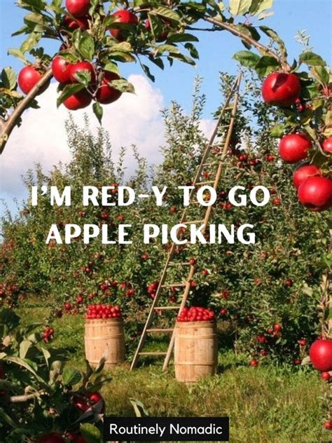 100 Best Apple Picking Captions For Your Orchard Visit Routinely Nomadic