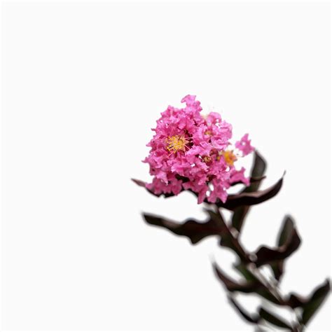 Shell Pink Black Diamond Crape Myrtles For Sale The Tree Center