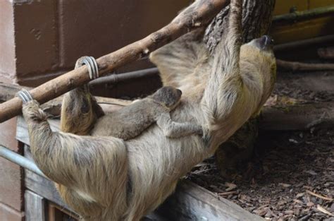 Sloth Week Is Here Sloths In All Their Slothy Slothiness Metro News