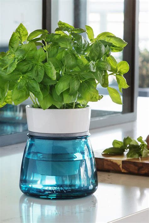 They stop your houseplants drying out, but can also prevent overwatering too. Livana Home: Ceramic Self-Watering Herb Pot | Herb pots, Self watering planter, Self watering pots
