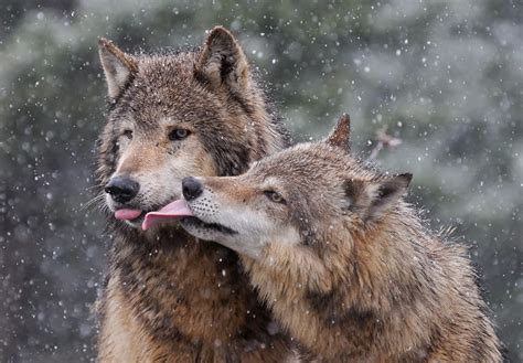 White Wolf Wolves Are Getting Some Wet Lovin 20 Photos