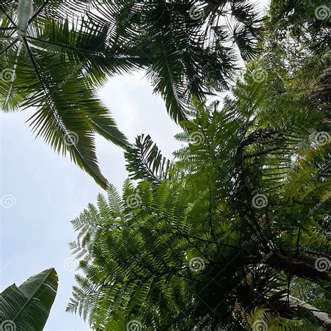 A View Of Ferns And Palm Trees Looking Up At A Botanical Garden Stock