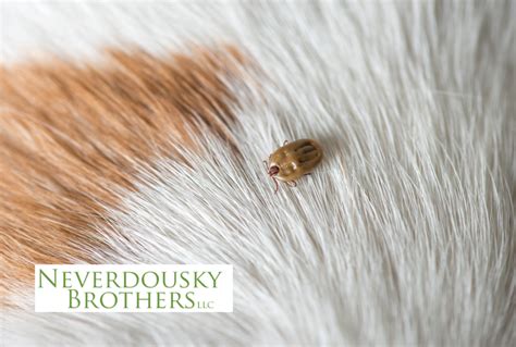 What To Do If You Find A Tick On Your Dog Fairfield Tick Control