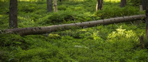 Vivid Green Forest Wild Nature Environment Soft Focus Felling Tree And