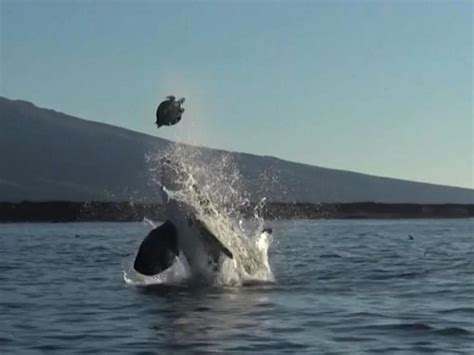 Killer Whale Throws Turtle Into Air Before Eating It The Independent