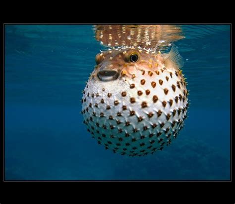 147 Best Puffer Fish Images On Pinterest Water Animals