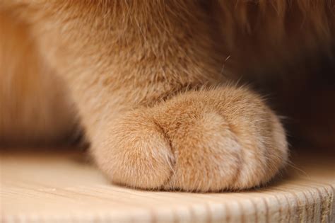 Do Cats Sweat Through Their Paws Cat Meme Stock Pictures And Photos