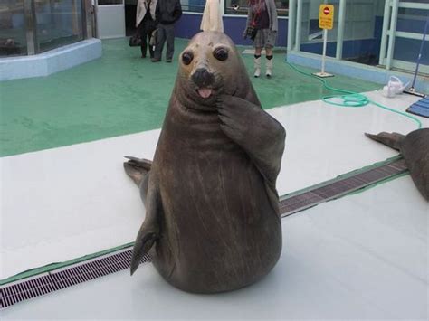 These Animals Have No Idea How Funny They Are | Animals