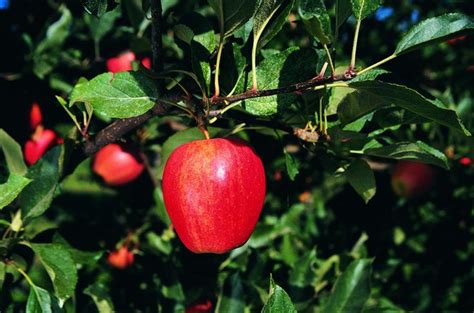Apply 5 to 10 gallons for a tree between 10 and 20 feet in height that has a spread of 15 to. Homemade Dormant Oil Spray for Fruit Trees | Hunker
