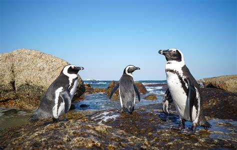 How To Swim With Penguins At Boulders Beach Cape Town