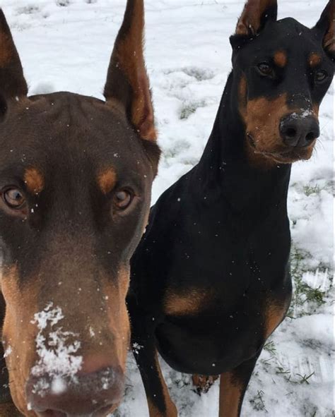 15 Amazing Doberman Pinscher Facts You May Not Have Known Page 2 Of 5