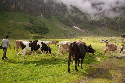 Alpine Pasture Calf Switzerland Canton Of Glarus Glarus Cows Alp