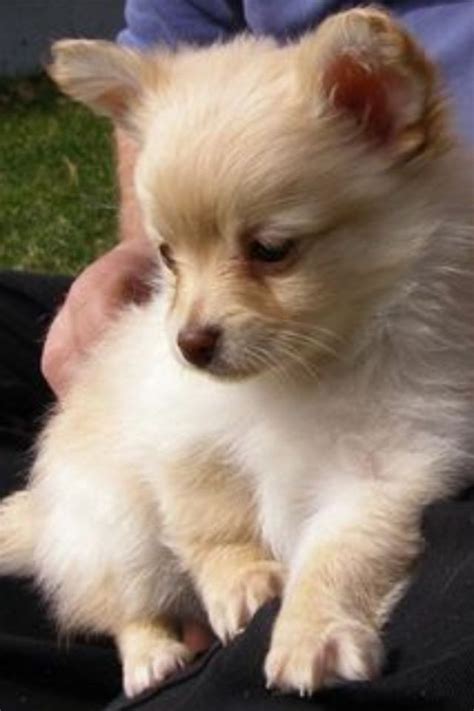 Pomchi Papillon Chihuahua Pomeranian Mix