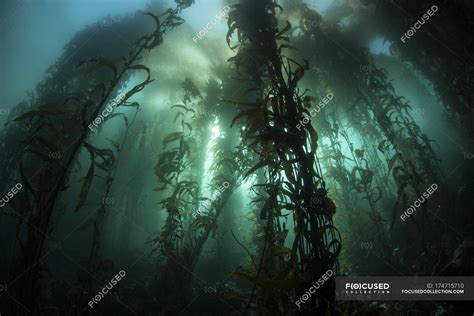 Giant Kelp Forest — Ecology Growing Stock Photo 174715710