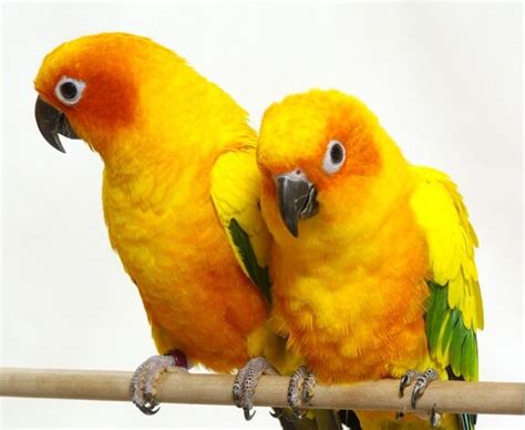 Then click quill it on the right to paraphrase your input. Conures Parrots: