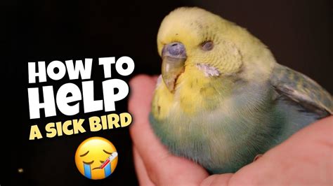 12 Tips For Treating A Sick Budgie