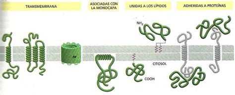 Proteínas De Membrana Biología Celular Lipidos Biología