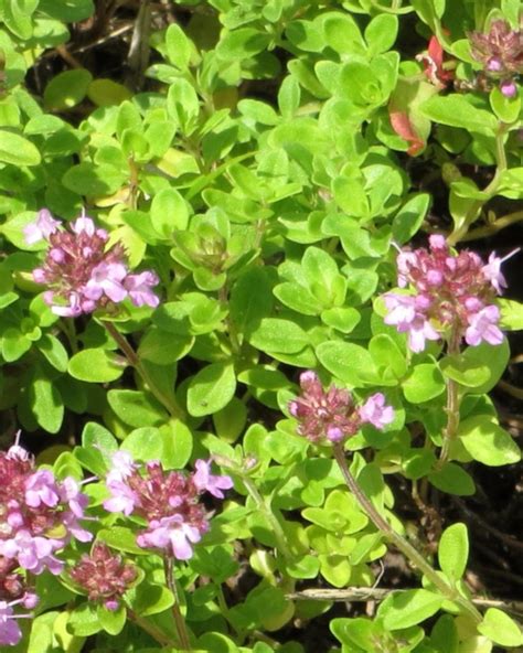 Wild Thyme Tips And Guidance To Grow And Care For It Best