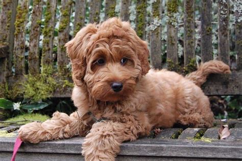 The Ultimate Guide To The Australian Labradoodle Animalso