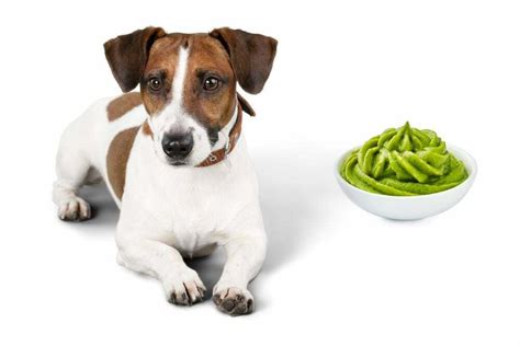 Can Dogs Eat Wasabi Answered Petdt