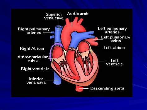 A mnemonic that aids in recalling the points of auscultation is ape to man patient positioning during assessment facilitates the auscultation of various valve anomalies. Презентация auscultation heart
