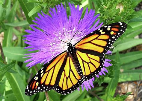 Monarch Butterfly Purple Pixie Flower Photograph By Maxwell