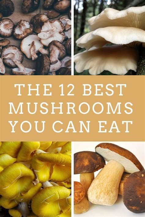 The 12 Best Mushrooms You Can Eat