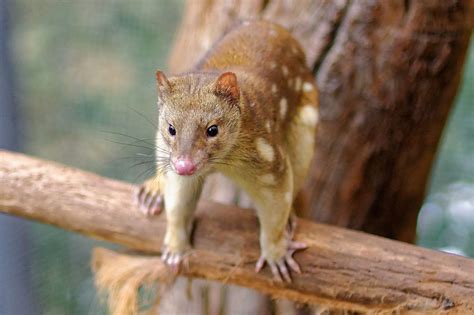 Spotted Tailed Quoll Woodiwild