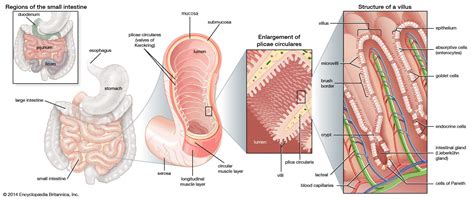 Ileum Small Intestine Digestion Absorption Britannica