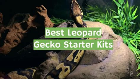 Top Best Leopard Gecko Starter Kits January Review Reptileprofy