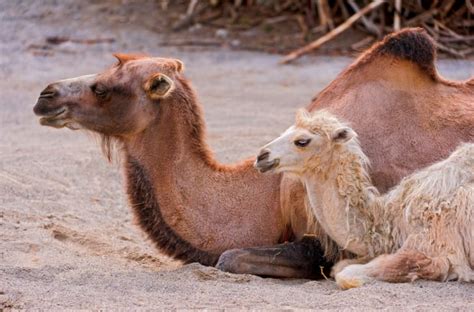 You will receive a verification email shortly. 20 Amazing Animal Adaptations for Living in the Desert ...