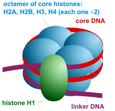 Histone Octamer Structure