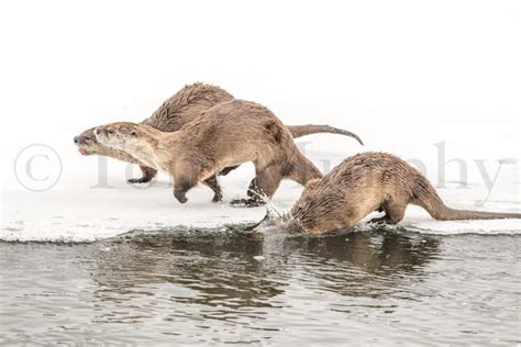 River Otters Running On Ice Tom Murphy Photography