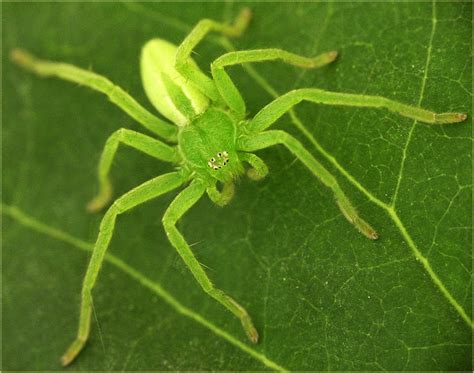 Arachnerds Green Huntsman Spider Micrommata Sp