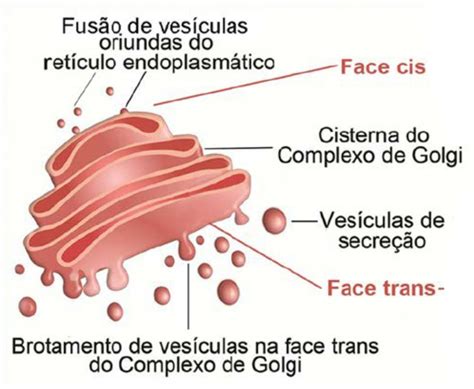 Síntese E Secreção Celular Nuepe Ufpr