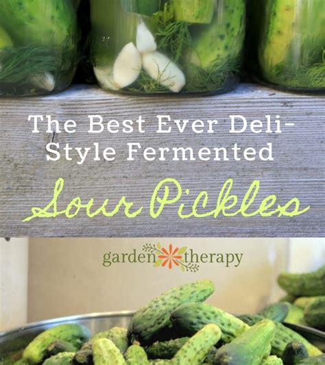 The Best Ever Deli Style Sour Pickles Recipe Ever Seriously Eco