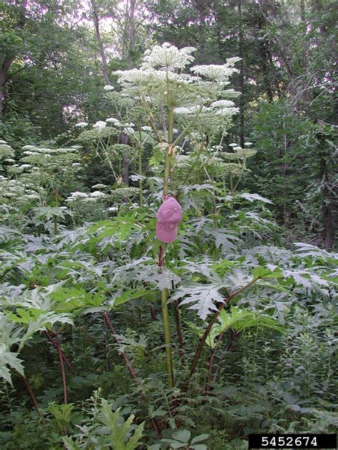 Earth And Space News Americanized Giant Hogweed Gardens Weaken What