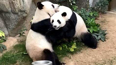 After 10 Years Of Trying Giant Pandas Finally Mate During Coronavirus