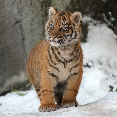 Tiger Cub In The Snow